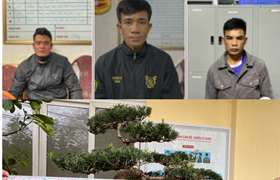 Công an quận Hồng Bàng:  Phá nhanh vụ trộm cắp cây cảnh Tùng La Hán ở khu đô thị Hoàng Huy Riverside