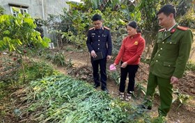 Công an huyện Thủy Nguyên: Xử lý hành chính 2 trường hợp trồng cây cần sa trái phép