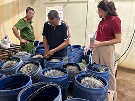 Công an xã Trường Tân: Phát hiện một cơ sở sản xuất giá đỗ sử dụng chất cấm