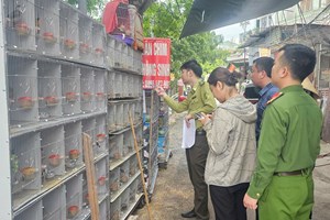 Phòng Cảnh sát kinh tế: Phát hiện 03 trường hợp vi phạm mua, bán, nuôi nhốt động vật hoang dã với gần 1.000 cá thể chim hoang dã