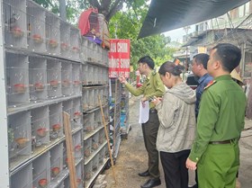 Phòng Cảnh sát kinh tế: Phát hiện 03 trường hợp vi phạm mua, bán, nuôi nhốt động vật hoang dã với gần 1.000 cá thể chim hoang dã