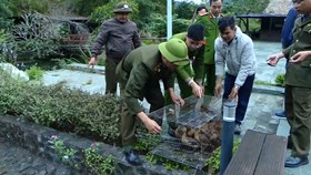 Quyết liệt ngăn chặn vi phạm về bảo vệ động vật hoang dã
