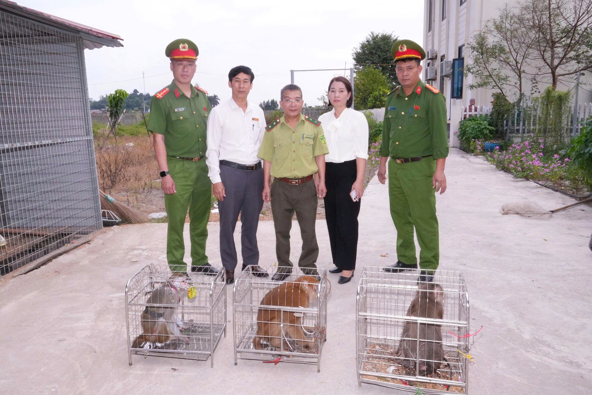 Công an phường Bắc An Phụ tiếp nhận 03 cá thể khỉ do người dân tự nguyện giao nộp