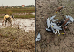 Công an xã Vĩnh Thuận phát hiện, xử lý trường hợp đánh bắt chim hoang dã trái phép