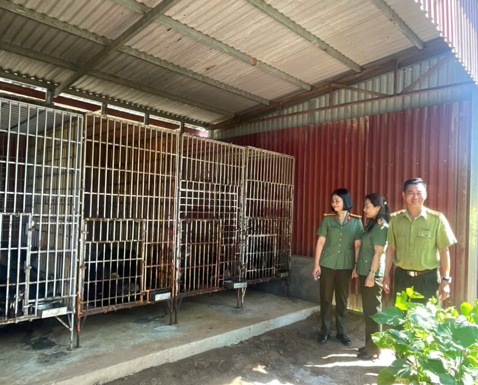 Phòng An ninh kinh tế: Đẩy mạnh vận động bàn giao gấu nuôi nhốt, hướng tới chấm dứt nạn khai thác mật gấu
