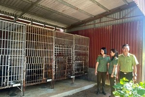 Phòng An ninh kinh tế: Đẩy mạnh vận động bàn giao gấu nuôi nhốt, hướng tới chấm dứt nạn khai thác mật gấu